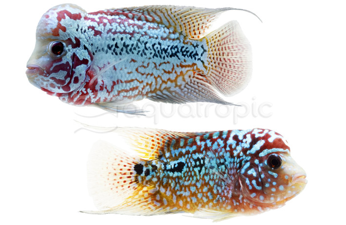 Flowerhorn Kamfa :: 75992