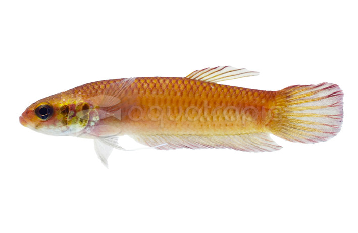 Foerschi Betta, Female :: 63278