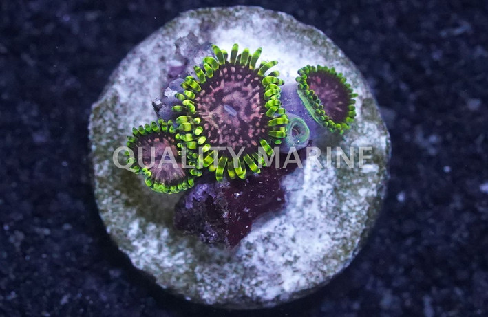 Zoa, Purple Monsters :: 51047