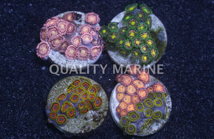 Zoa, Mix Color :: 24887