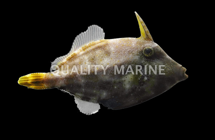 Orange Filefish :: 16518