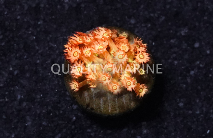 Flower Pot, Yellow/Orange Starburst :: 14518