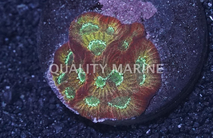 Orange/Red w/ Green Eye Favia Brain Coral :: 53349