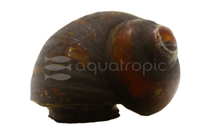 Orange Speckle Papuan Nerite Snail :: 78267