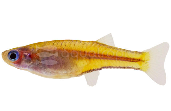 Gertrudae Aru II Rainbowfish :: 21909