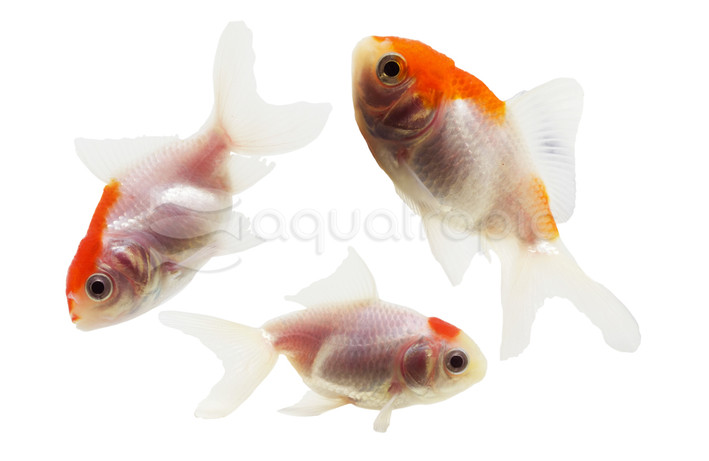 Oranda Red & White :: 31026