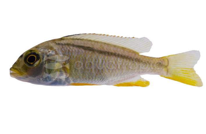 Hap Stripeback :: 38059