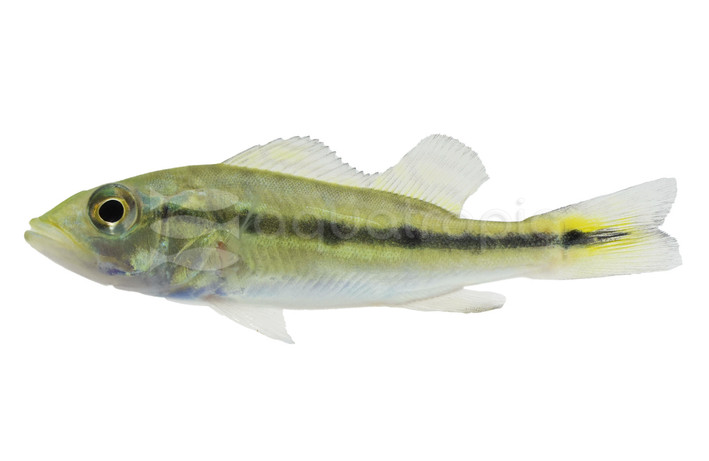 Peacock Bass - Xingu Cichlid :: 18997