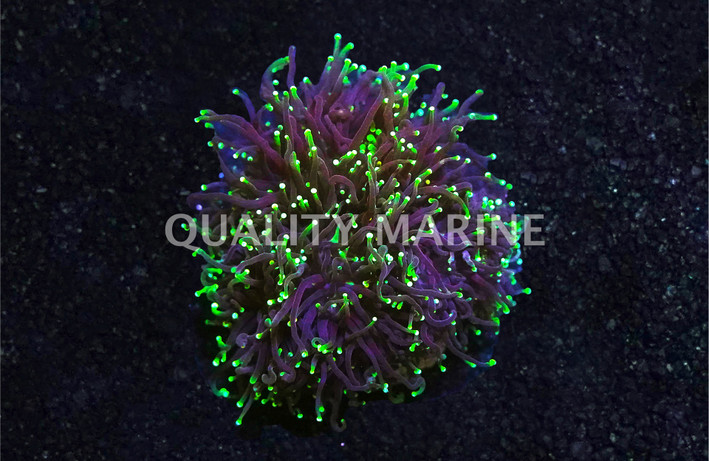 Green Tip Black Tentacle Torch Coral :: 83825