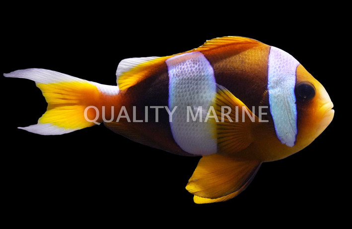Madagascar Clownfish :: 14167