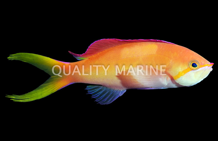 Dispar Anthias, Male :: 11109
