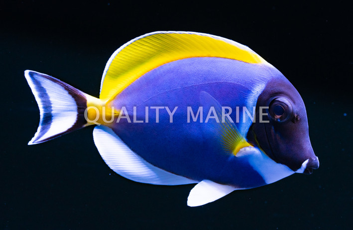 Powder Blue Tang, Maldives :: 31626