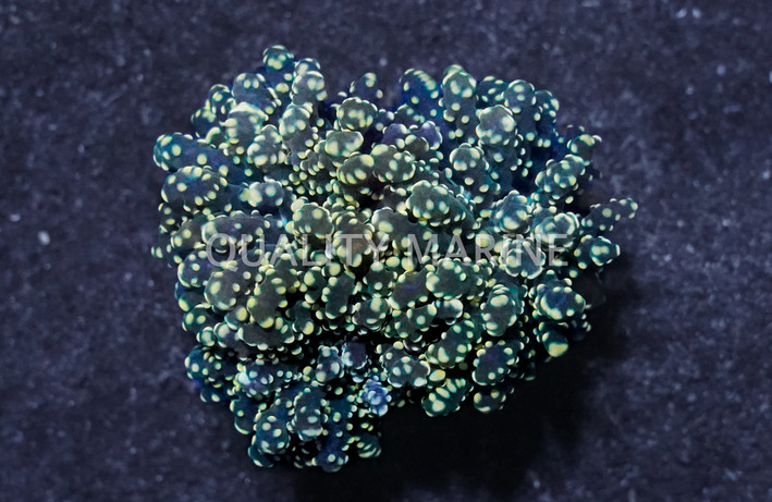 Octopus Branch Orange :: 62445