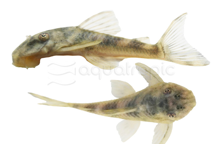 Lujans Plecostomus L-127 :: 58807