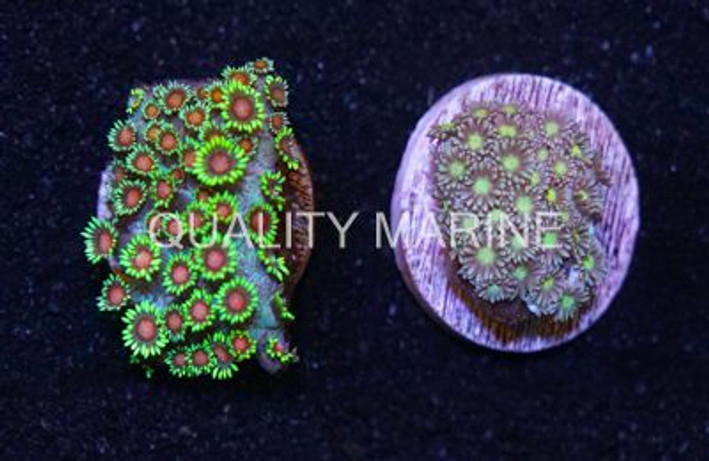 Flower Pot Short Polyp Green :: 24757