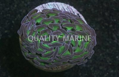 Hammer Branch Green w/Pink Tips :: 97332