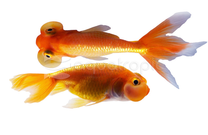 Red Bubble Eye Goldfish :: 31054
