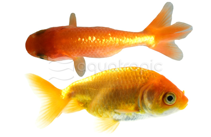 Ranchu Red :: 81393