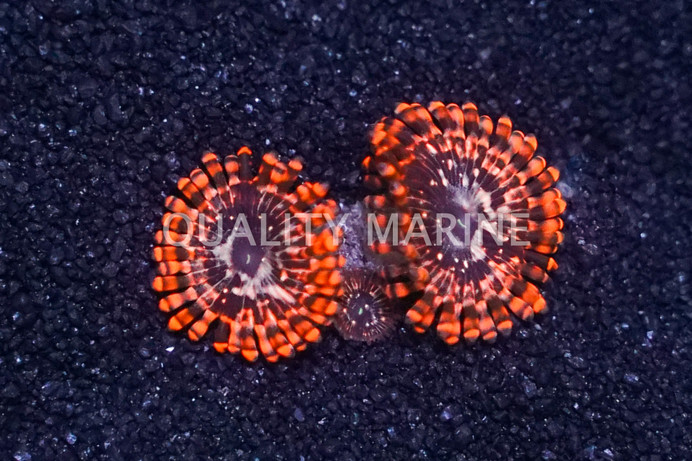 Zoa, Utter Chaos :: 71937