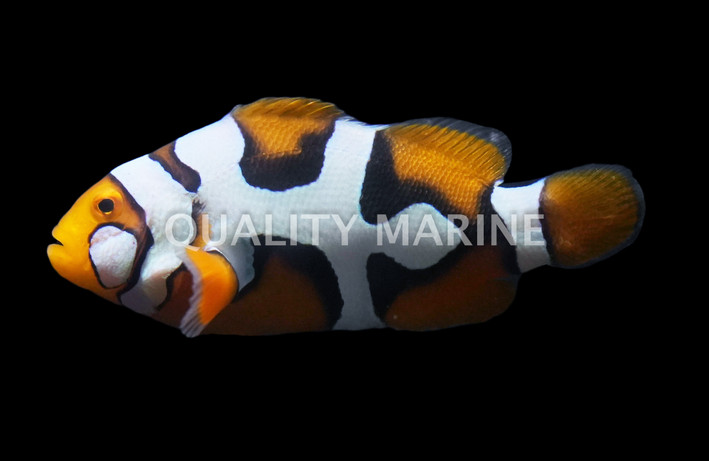 Picasso Clownfish, Black P3 :: 14134