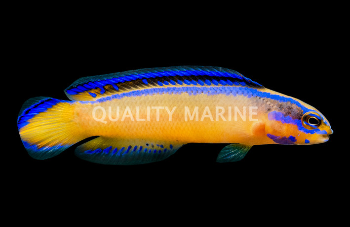 Neon Aldabraensis Dottyback, QM Labs :: 37747