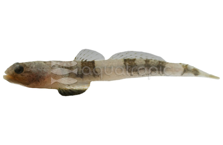 Tiger Stiphodon Goby :: 31412