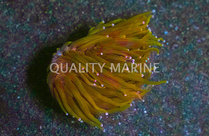 Torch, 24k Gold Frag :: 21282