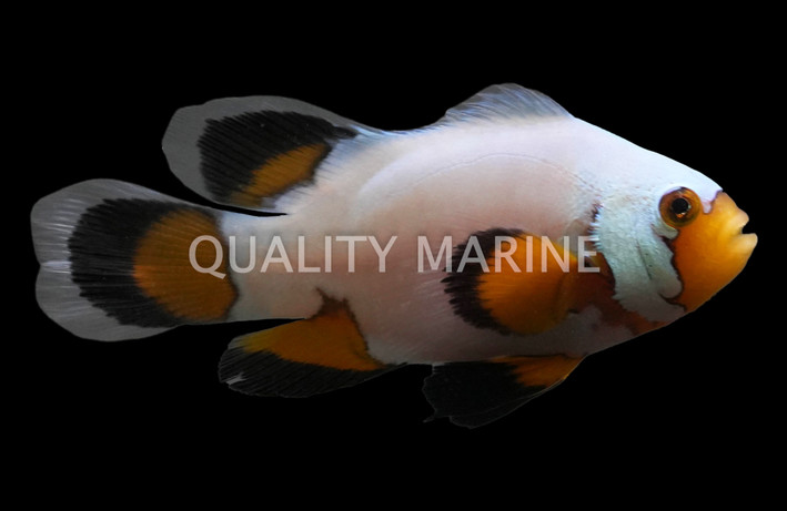 Longfin Flurry Ocellaris Clownfish :: 71858