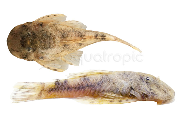 White Spot Bulldog Plecostomus L-187 :: 68556