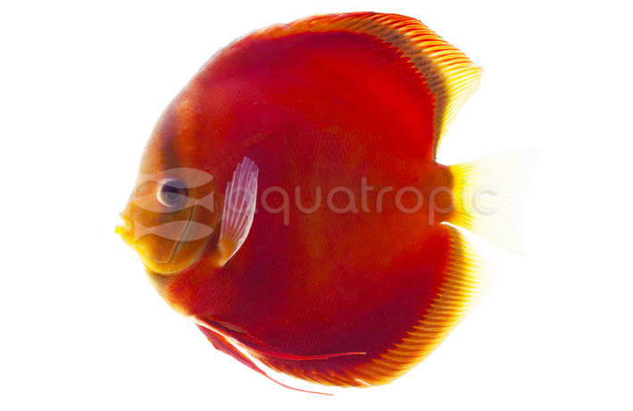 Red Cover Discus :: 27120