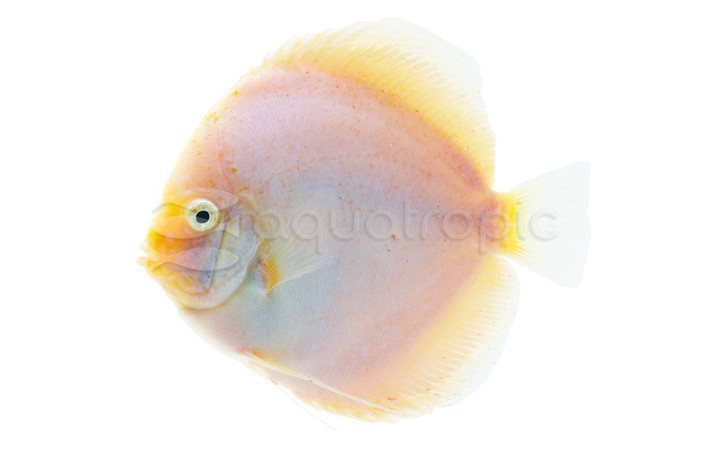 White Diamond Batik Discus :: 49123