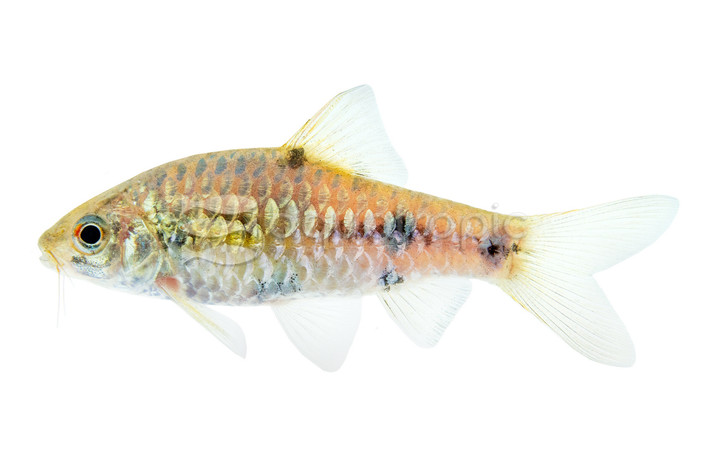 Clown Barb :: 39973