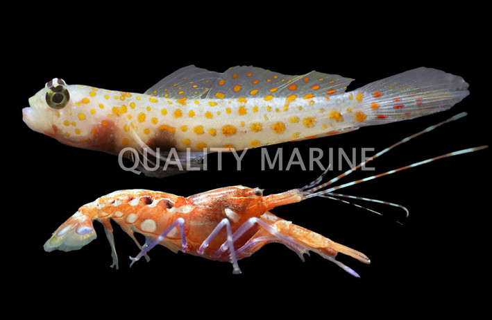 Orange Spotted Goby w/ Pistol Shrimp :: 18719