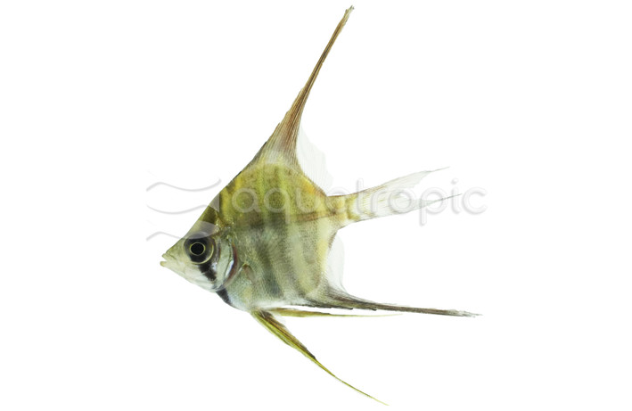 Altum Angelfish :: 03200