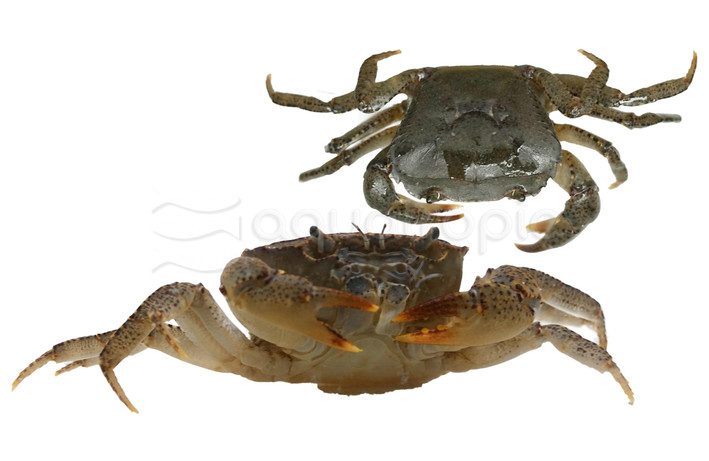 Black Clown Crab :: 50319