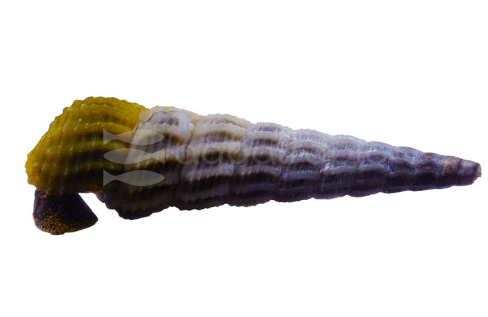 Gold & White Rabbit Snail :: 83079