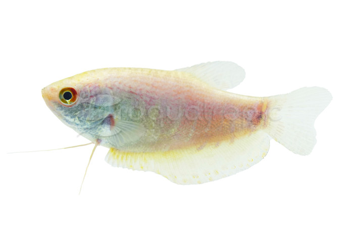 Opaline Platinum Gourami :: 63673