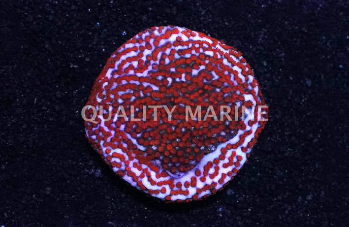 Encrusting, Blue w/Red Polyps "Superman" :: 36472