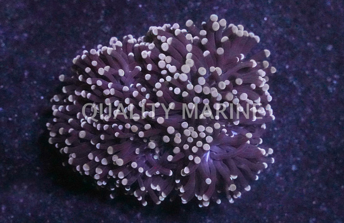 Orange Tip Black Tentacle Torch Coral :: 89254