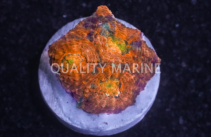 Echinata - Orange Crush :: 47059