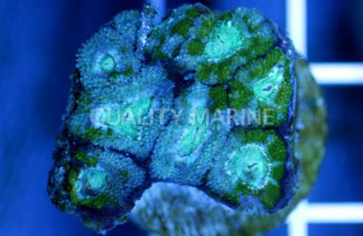 Micromussa Green :: 16231