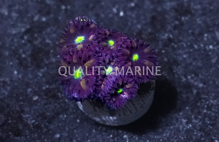 Blastomussa Merleti :: 27076