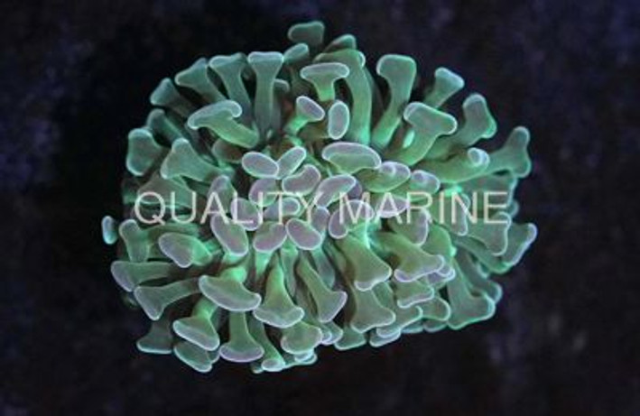 Hammer Branch Green Neon :: 57120