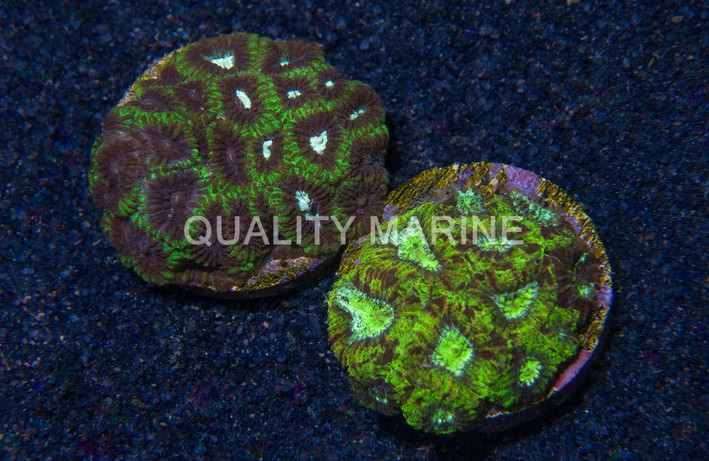 Moon Brain, Green Eye :: 75482