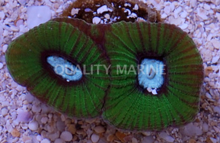 Brain Prism Green w/Teal Center :: 79952