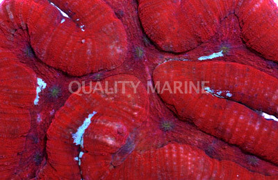 Brain Open Red Super :: 73412