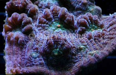 Chalice Big Emerald Green Eye :: 56637