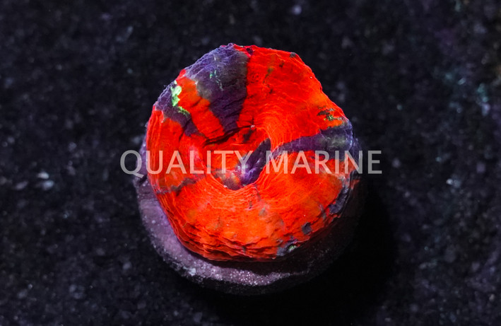 Australis, Red, Purple & Mint "Scarlet Warpaint" :: 52775