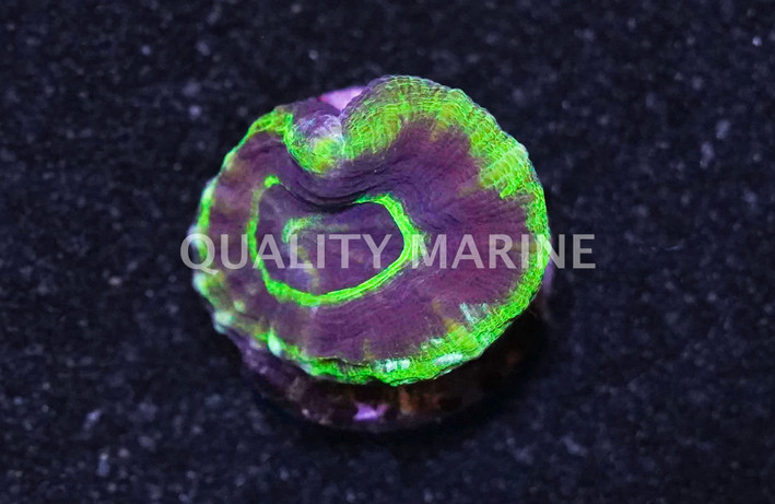 Australis, Green w/Purple Ring "UFO" :: 67157