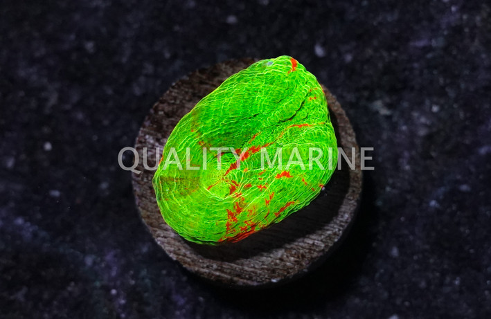 Australis, Neon Green w/Thick Red Stripes "Ultra T :: 64824